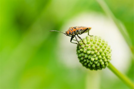 simsearch:400-06138663,k - red bug or Hemiptera  in the nature Stock Photo - Budget Royalty-Free & Subscription, Code: 400-06140147