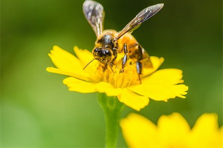 bee macro in green nature or in the garden Stock Photo - Budget Royalty-Free & Subscription, Code: 400-06140166