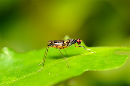 simsearch:400-08404620,k - beautiful insect standing on green leaf in tropical area Stock Photo - Budget Royalty-Free & Subscription, Code: 400-06140248