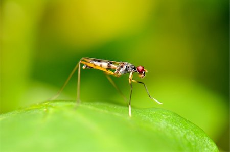 simsearch:400-08404620,k - beautiful insect standing on green leaf in tropical area Stock Photo - Budget Royalty-Free & Subscription, Code: 400-06140249