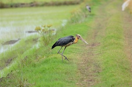 simsearch:400-07170249,k - lesser adjutant (Leptoptilos javanicus) walking on Thai rice field Photographie de stock - Aubaine LD & Abonnement, Code: 400-06140242