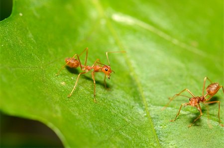 simsearch:400-08404620,k - beautiful red ants (Oecophilla smaragdina fabricius) protecting green leaf Stock Photo - Budget Royalty-Free & Subscription, Code: 400-06140251