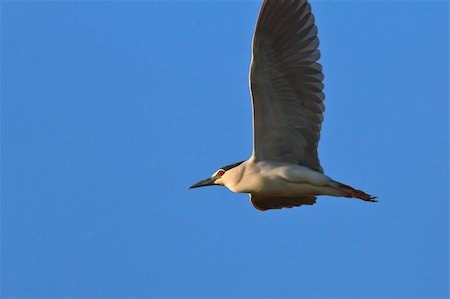 black crowned night heron (nycticorax nycticorax) in flight Fotografie stock - Microstock e Abbonamento, Codice: 400-06140275