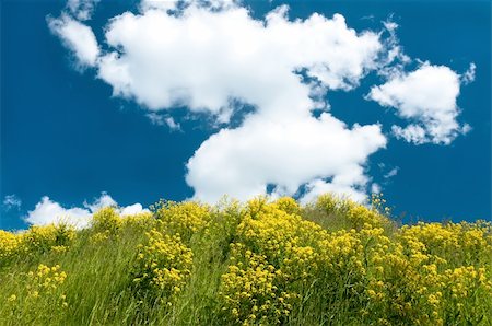 Landscape of a hilly meadow with yellow flowers against the bright cloudy sky Stock Photo - Budget Royalty-Free & Subscription, Code: 400-06140270