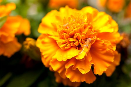 simsearch:400-04275620,k - micro shot of Marigold flowers in nature light Photographie de stock - Aubaine LD & Abonnement, Code: 400-06140288