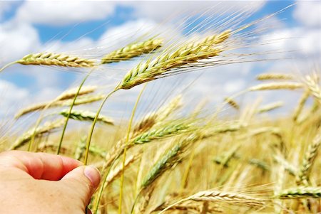 rice ear - Hand with spike of wheat Foto de stock - Super Valor sin royalties y Suscripción, Código: 400-06140407