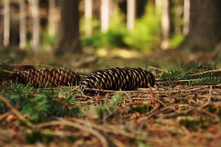 pine tree one not snow not people - Spruce cone lies on the needles in the forest Stock Photo - Budget Royalty-Free & Subscription, Code: 400-06140424