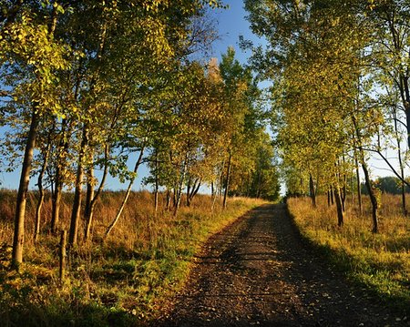 simsearch:6109-08944840,k - A small way between autumn autumn colored trees Fotografie stock - Microstock e Abbonamento, Codice: 400-06140425