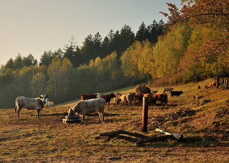 Autumn cattle grazing Fotografie stock - Microstock e Abbonamento, Codice: 400-06140426