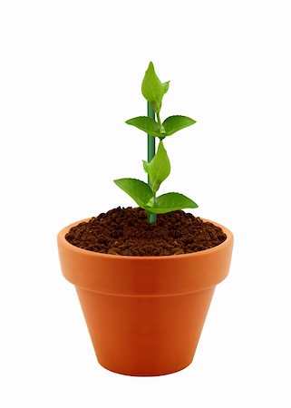 fotosintesi - Young plant in clay pot isolated on white background. Fotografie stock - Microstock e Abbonamento, Codice: 400-06140480