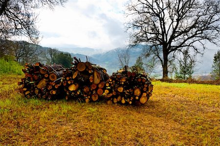 Sawed Firewood Dropped in a Pile, Italy Stock Photo - Budget Royalty-Free & Subscription, Code: 400-06140527