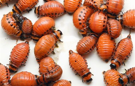 Colorado Potato Beetle Larvas on White Background Stock Photo - Budget Royalty-Free & Subscription, Code: 400-06140551