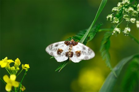 falena - Nice little butterfly on green grass near flowers Fotografie stock - Microstock e Abbonamento, Codice: 400-06140582