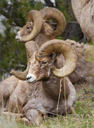 simsearch:400-04262308,k - Bighorn sheeps laying down in Yellowstone Stock Photo - Budget Royalty-Free & Subscription, Code: 400-06140765
