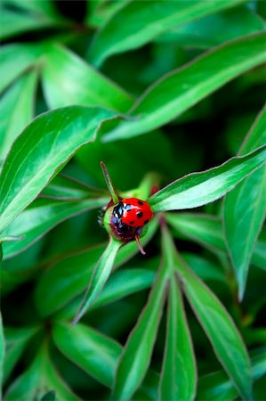 Ladybug on peony bud on a spring day Stock Photo - Budget Royalty-Free & Subscription, Code: 400-06141011