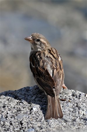 Rear view of a sparrow sitting on a rock Foto de stock - Super Valor sin royalties y Suscripción, Código: 400-06141070