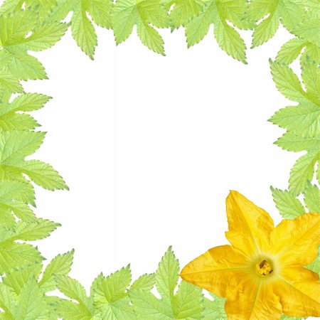 green leaves  frame with yellow pumpkin flower Stock Photo - Budget Royalty-Free & Subscription, Code: 400-06141092