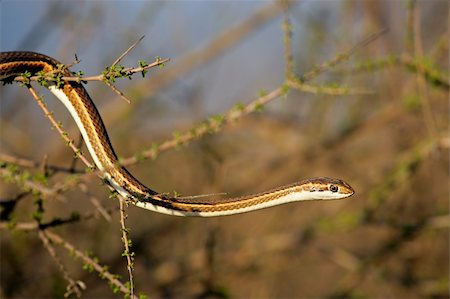 simsearch:400-07099921,k - Forked-marked sand snake (Psammophis leightoni), Kalahari desert, South Africa Photographie de stock - Aubaine LD & Abonnement, Code: 400-06141214