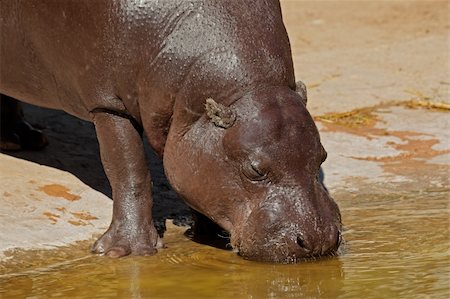 simsearch:400-03943787,k - Portrait of a Pygmy hippopotamus (Choeropsis liberiensis) Stock Photo - Budget Royalty-Free & Subscription, Code: 400-06141215