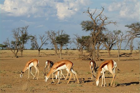 springbok - A small herd of springbok antelopes (Antidorcas marsupialis) grazing, Kalahari desert, South Africa Photographie de stock - Aubaine LD & Abonnement, Code: 400-06141218
