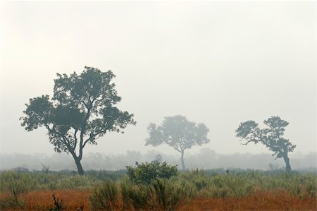 simsearch:400-04470445,k - Trees in mist, early morning, Kruger National Park, South Africa Stockbilder - Microstock & Abonnement, Bildnummer: 400-06141221