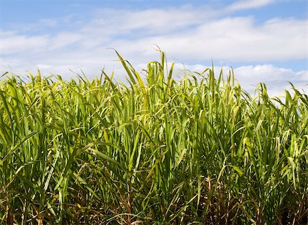 sherjaca (artist) - Australian agriculture Sugar cane plantation closeup with blue sky Foto de stock - Royalty-Free Super Valor e Assinatura, Número: 400-06141307