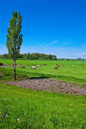 Cows Grazing in the Floodplain of the Rhine, Netherlands Stock Photo - Budget Royalty-Free & Subscription, Code: 400-06141646