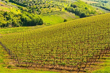 Natural Background of Vineyard in the Chianti Region Stock Photo - Budget Royalty-Free & Subscription, Code: 400-06141642