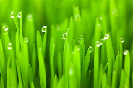 simsearch:400-04789618,k - Fresh green wheat grass with drops dew / macro background Foto de stock - Royalty-Free Super Valor e Assinatura, Número: 400-06141686