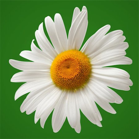 simsearch:400-06130523,k - Chamomile isolated on white background. Close-up view Stock Photo - Budget Royalty-Free & Subscription, Code: 400-06141751