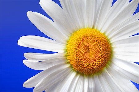 simsearch:400-06130523,k - Chamomile on blue background. Close-up view Stock Photo - Budget Royalty-Free & Subscription, Code: 400-06141752