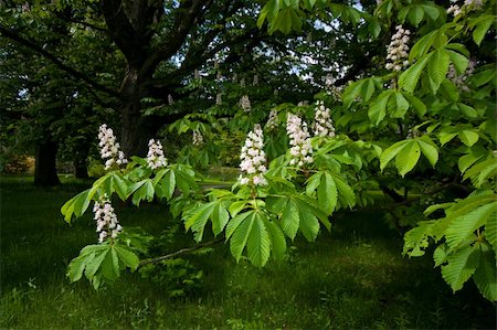 flowers of a blooming horse chestnut tree  (Aesculus hippocastanum) Fotografie stock - Microstock e Abbonamento, Codice: 400-06141844