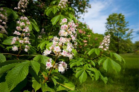 flowers of a blooming horse chestnut tree (Aesculus hippocastanum) Fotografie stock - Microstock e Abbonamento, Codice: 400-06141845