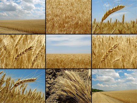 simsearch:400-04896751,k - wheat growing in the field collection Stock Photo - Budget Royalty-Free & Subscription, Code: 400-06141871