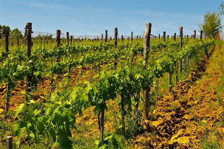 simsearch:400-08888252,k - Hill of Tuscany with Vineyard in the Chianti Region Stockbilder - Microstock & Abonnement, Bildnummer: 400-06141966