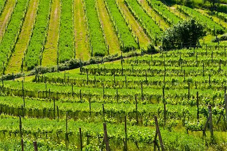 simsearch:851-02960837,k - Natural Background of Vineyard in the Chianti Region Stock Photo - Budget Royalty-Free & Subscription, Code: 400-06141970