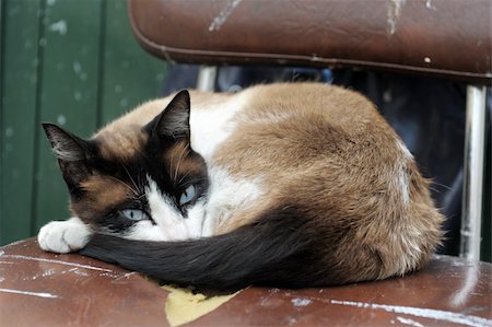 beautiful purebred siamese cat lying down on a old chair Photographie de stock - Aubaine LD & Abonnement, Code: 400-06142032