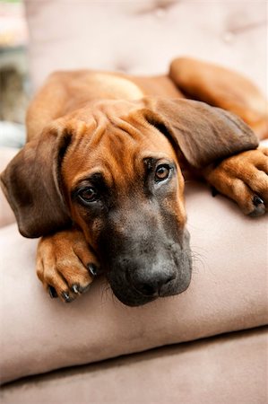 dog with ears - cute frowny puppy looks towards camera Stock Photo - Budget Royalty-Free & Subscription, Code: 400-06142050