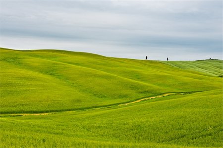 dirt farm road - Green Sloping Meadows of Tuscany Stock Photo - Budget Royalty-Free & Subscription, Code: 400-06142101