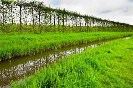 simsearch:400-06142582,k - Poplars on the Protective Dam in the Netherlands Stock Photo - Budget Royalty-Free & Subscription, Code: 400-06142161