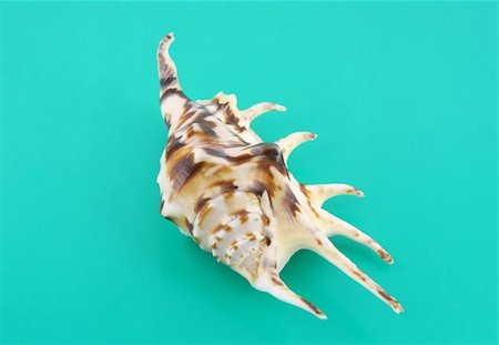 Big sea shell on the turquoise background Stock Photo - Budget Royalty-Free & Subscription, Code: 400-06142173