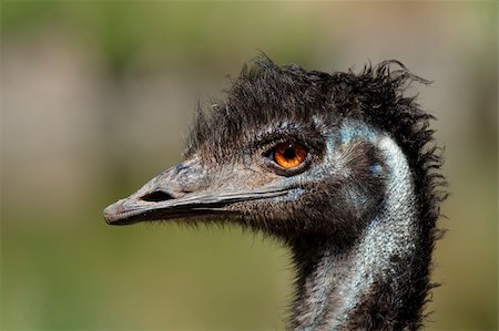 Portrait of an Emu (Dromaius novaehollandiae), Australia Photographie de stock - Aubaine LD & Abonnement, Code: 400-06142284