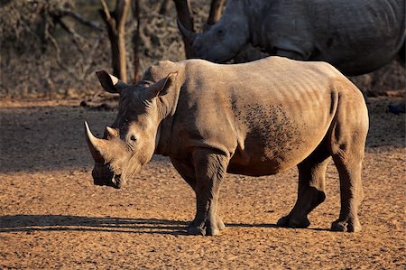 simsearch:400-05738491,k - White (square-lipped) rhinoceros (Ceratotherium simum), Mkuze game reserve, South Africa Stock Photo - Budget Royalty-Free & Subscription, Code: 400-06142289