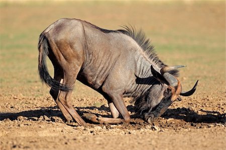 simsearch:400-06521553,k - Blue wildebeest (Connochaetes taurinus) playing in the mud, Kalahari desert, South Africa Photographie de stock - Aubaine LD & Abonnement, Code: 400-06142283