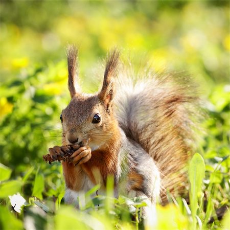 red squirrel in grass eating pinecone at summer day Foto de stock - Super Valor sin royalties y Suscripción, Código: 400-06142298