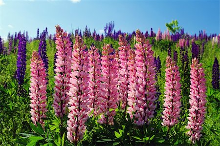 Pink Lupin in full bloomin a field of lip[in on a hillside Stock Photo - Budget Royalty-Free & Subscription, Code: 400-06142341