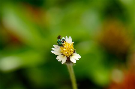 beautiful cuckoo wasp on flower near the road track Foto de stock - Super Valor sin royalties y Suscripción, Código: 400-06142434