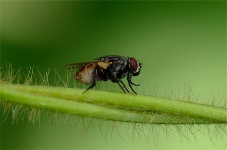 simsearch:400-08404620,k - beautiful common house fly resting on tiny branch Stock Photo - Budget Royalty-Free & Subscription, Code: 400-06142436