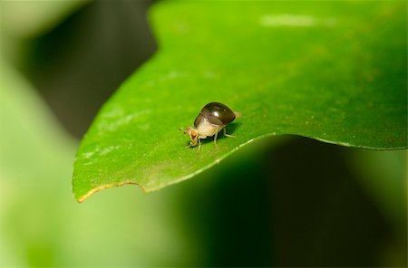 simsearch:400-08404620,k - beautiful insect standing on green leaf in tropical area Stock Photo - Budget Royalty-Free & Subscription, Code: 400-06142438