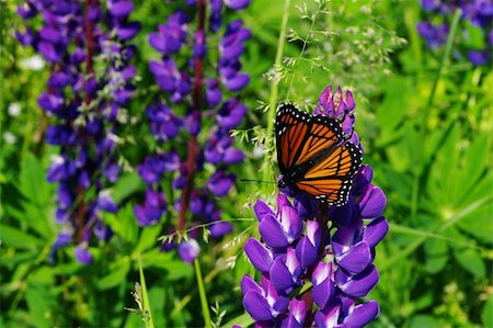 A butterfly (Monarch (Danaus plexippus)) resting on a Lupin in full bloom Stock Photo - Budget Royalty-Free & Subscription, Code: 400-06142491